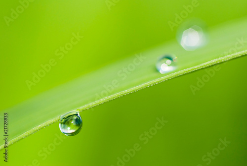 morning dew on fresh green Leaf