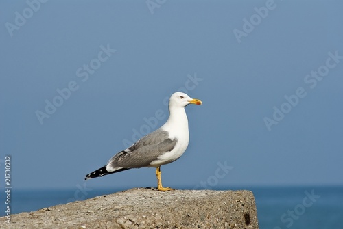 seagull on a stone