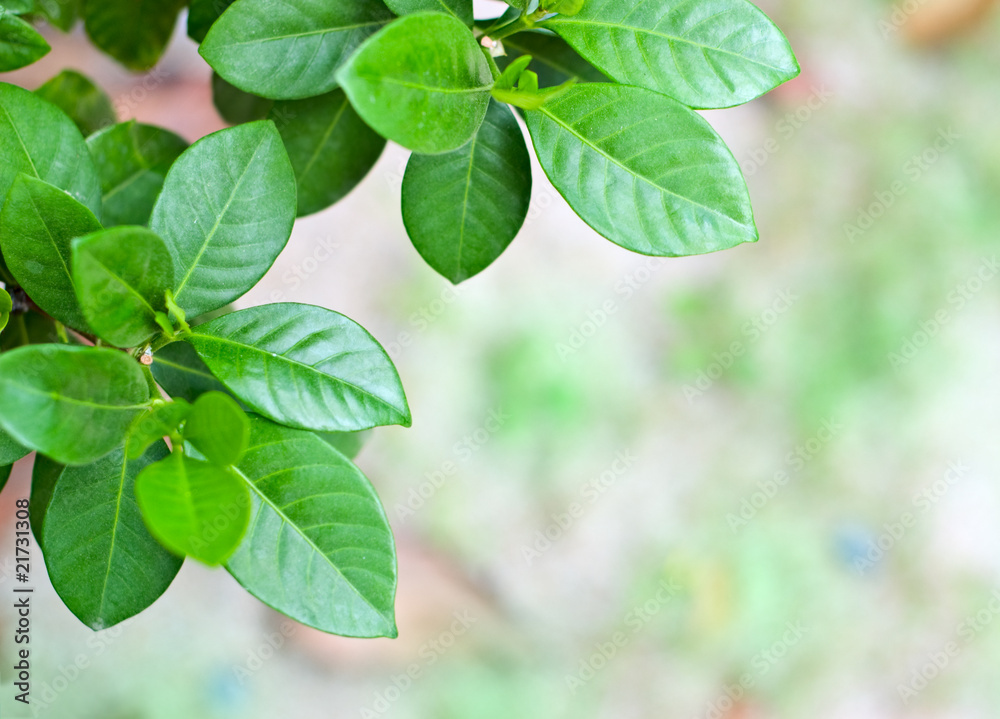 foliage foliage