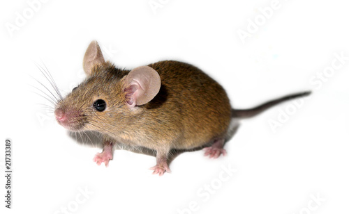 domestic mouse