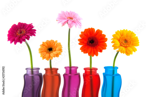 Colorful Gerber in glass vases