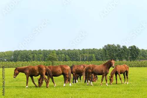 Horses in green meadows