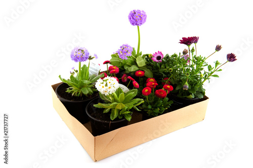 Carton box with garden plants