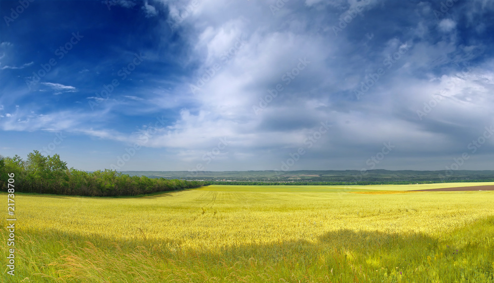 Obraz premium Large wheat field and blue sky