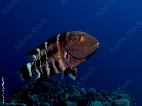 Redbreast wrasse photo
