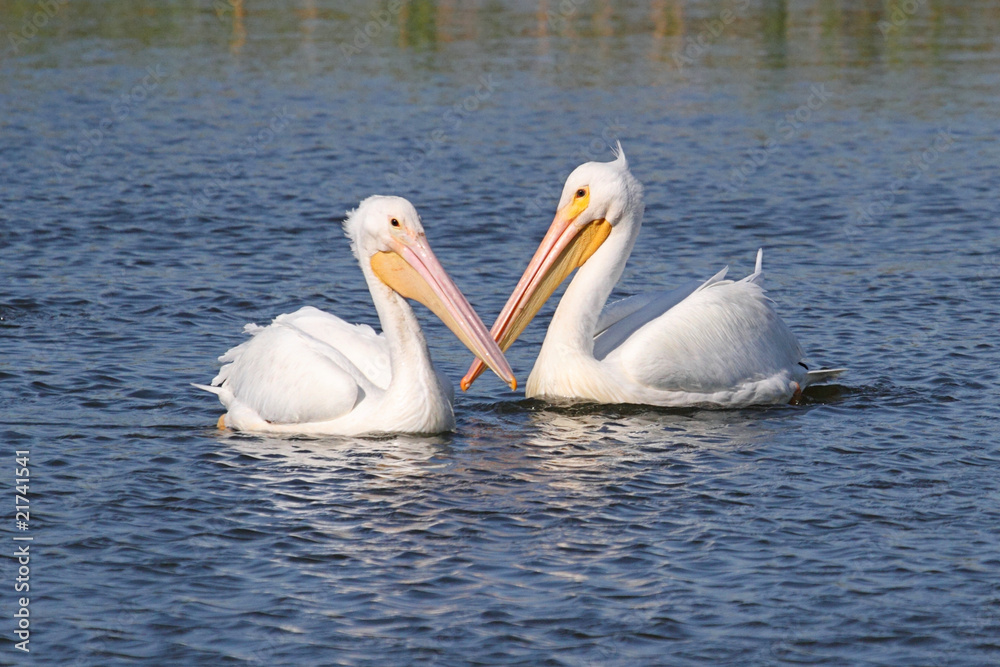 American White Pelicans