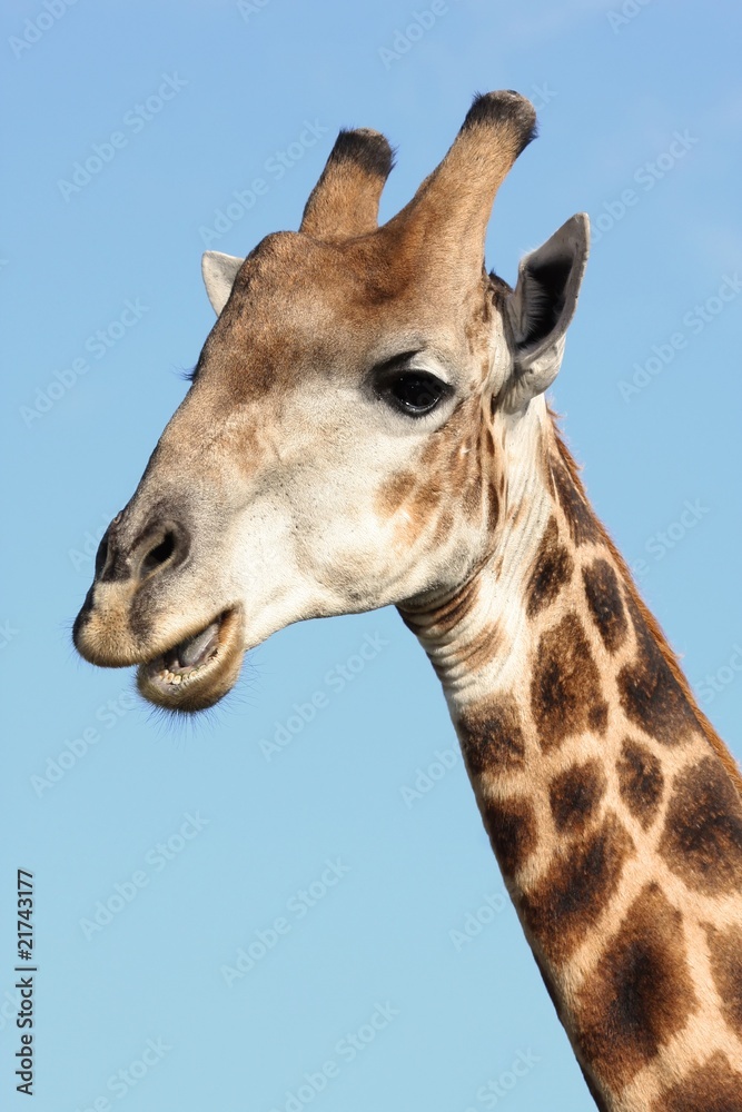 Giraffe Portrait Giraffe Portrait
