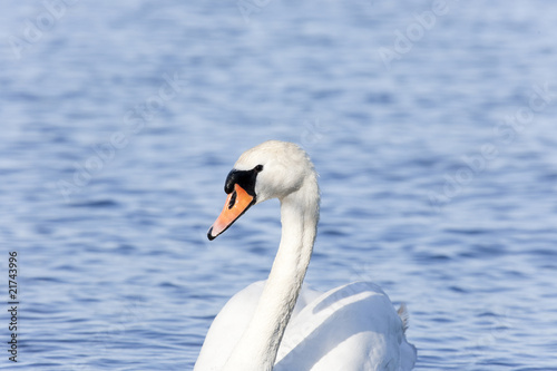 Closeup of A Mute Swan