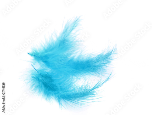 Red feather over white background