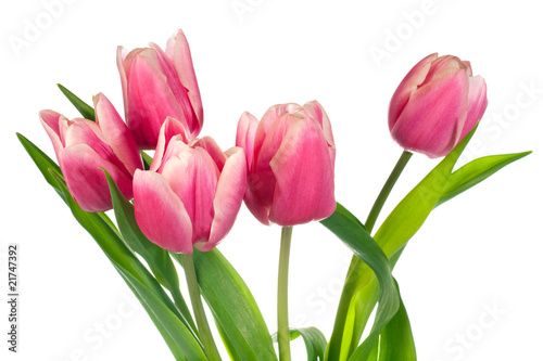 holiday tulips bouquet isolated on white © wildman