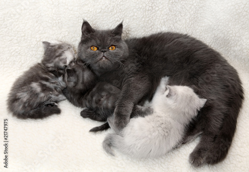 Cat mother with kittens