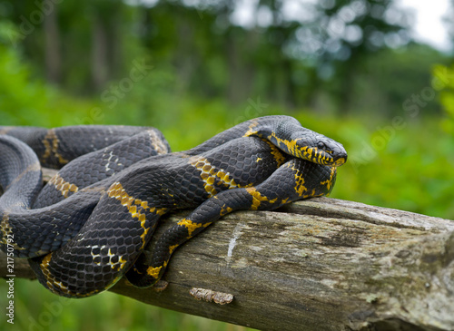 Snake (Elaphe schrenckii) 6