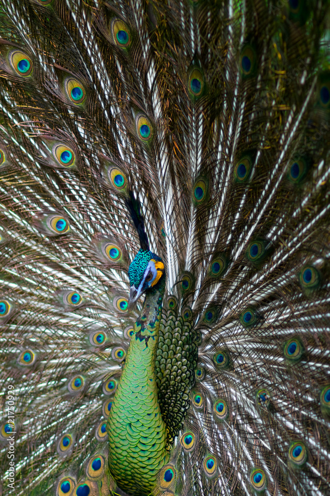 Obraz premium Green Peafowl Profile
