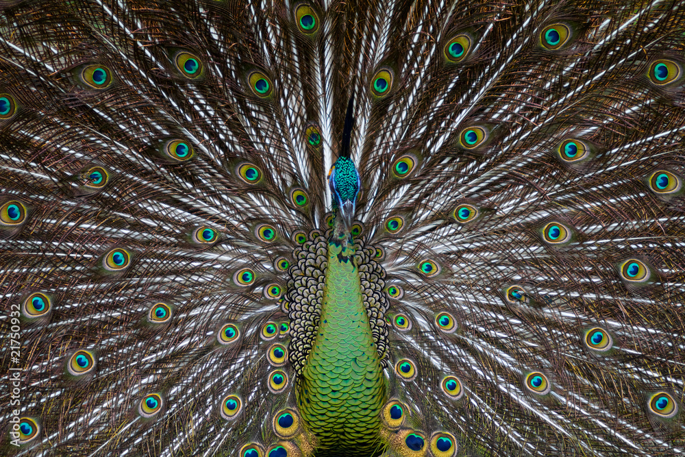 Fototapeta premium Green Peafowl Frontal