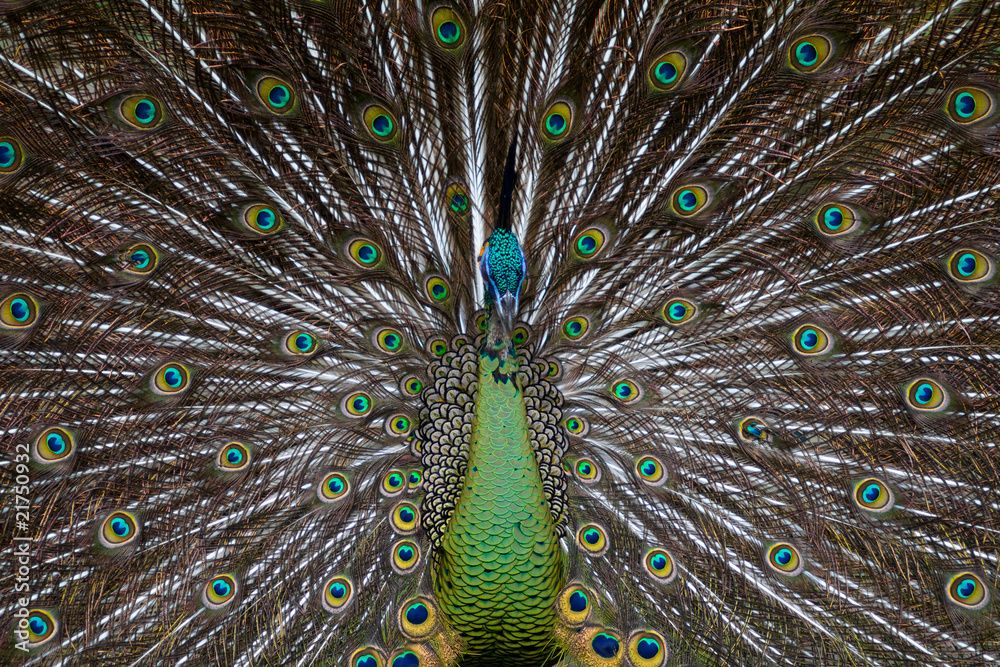 Obraz premium Green Peafowl Frontal