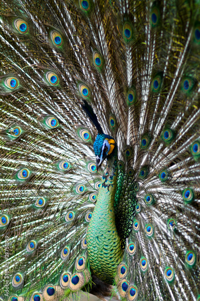 Fototapeta premium Green Peafowl