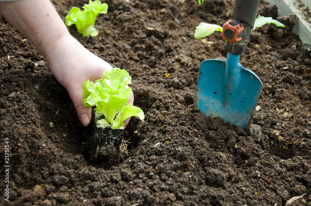 Salat einpflanzen StockFoto Adobe Stock