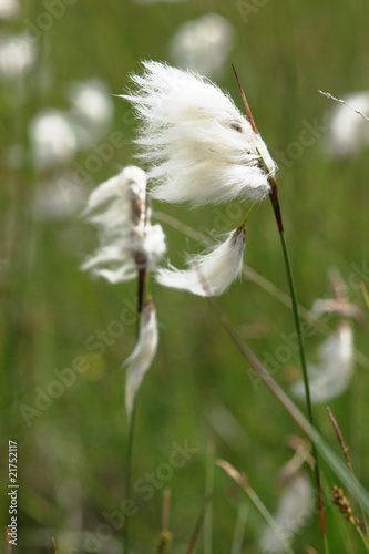 Eriophorum vaginatum photo