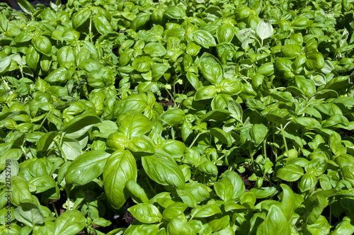 distesa di basilico