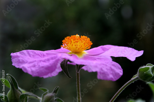 Zistrose