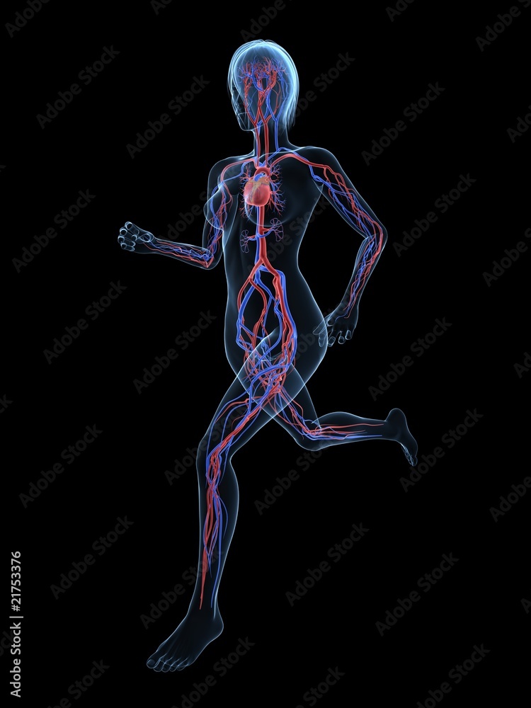 transparente Frau mit vaskulärem System transparente Frau mit vaskulärem System
