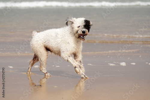 Perro en la orilla © argindar