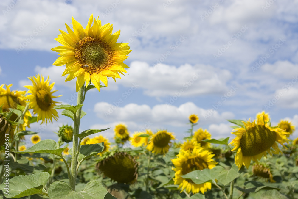 Obraz premium sunflowers