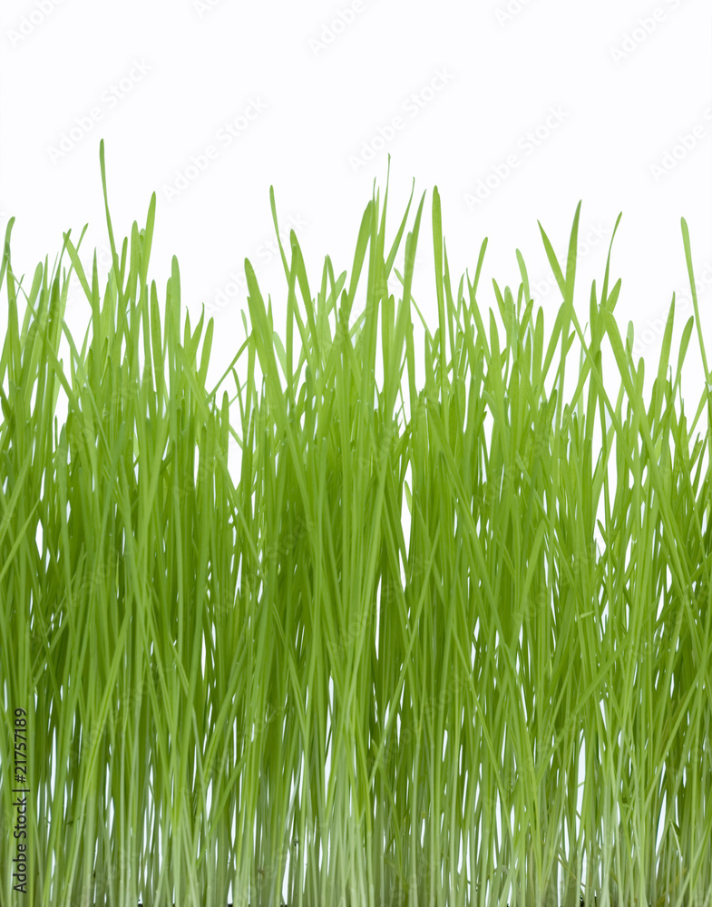 Obraz premium Green Grass