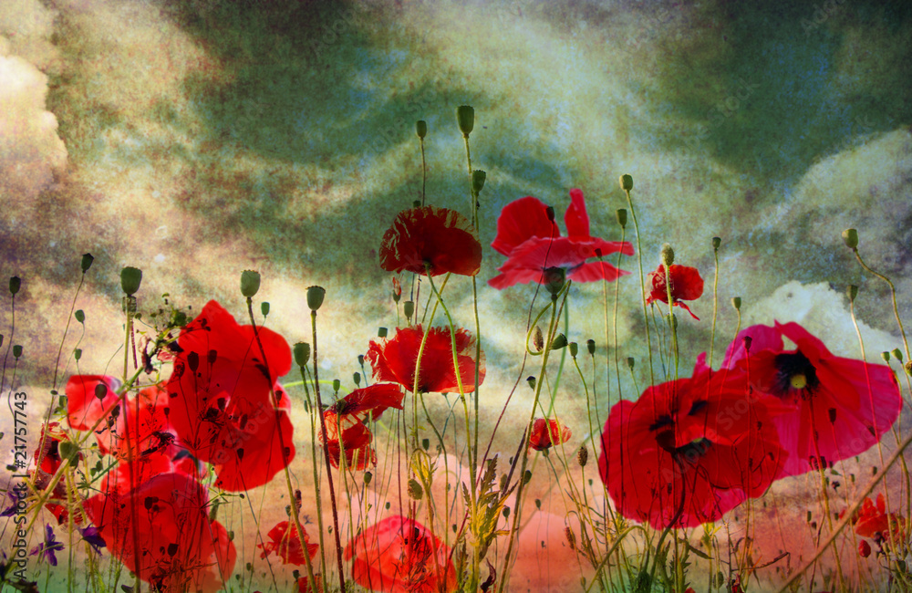 Obraz premium Poppy flower