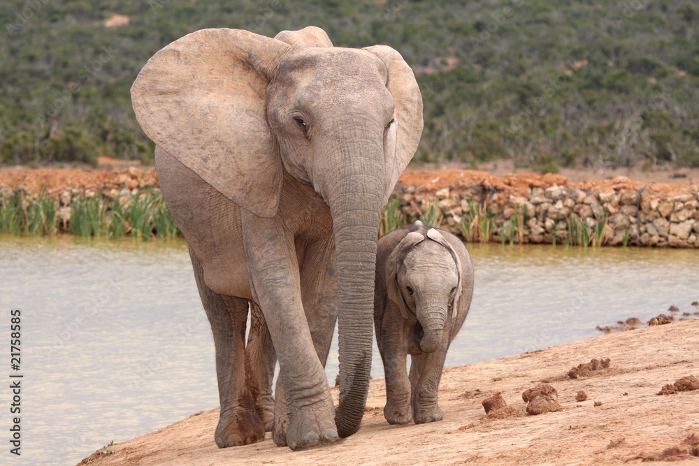 Fototapeta premium Elephant Baby and Mother
