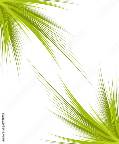 Green branches isolated