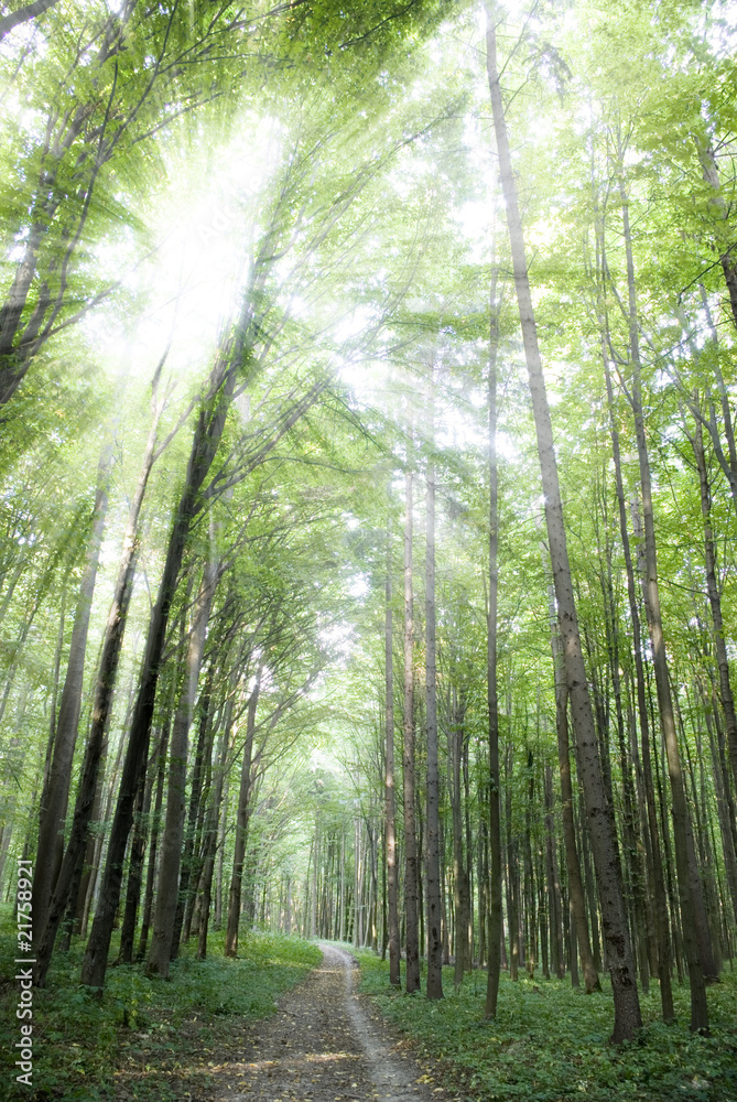 Naklejka premium Forest