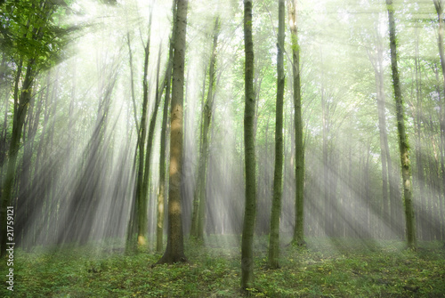 Forest © Andrey Volokhatiuk