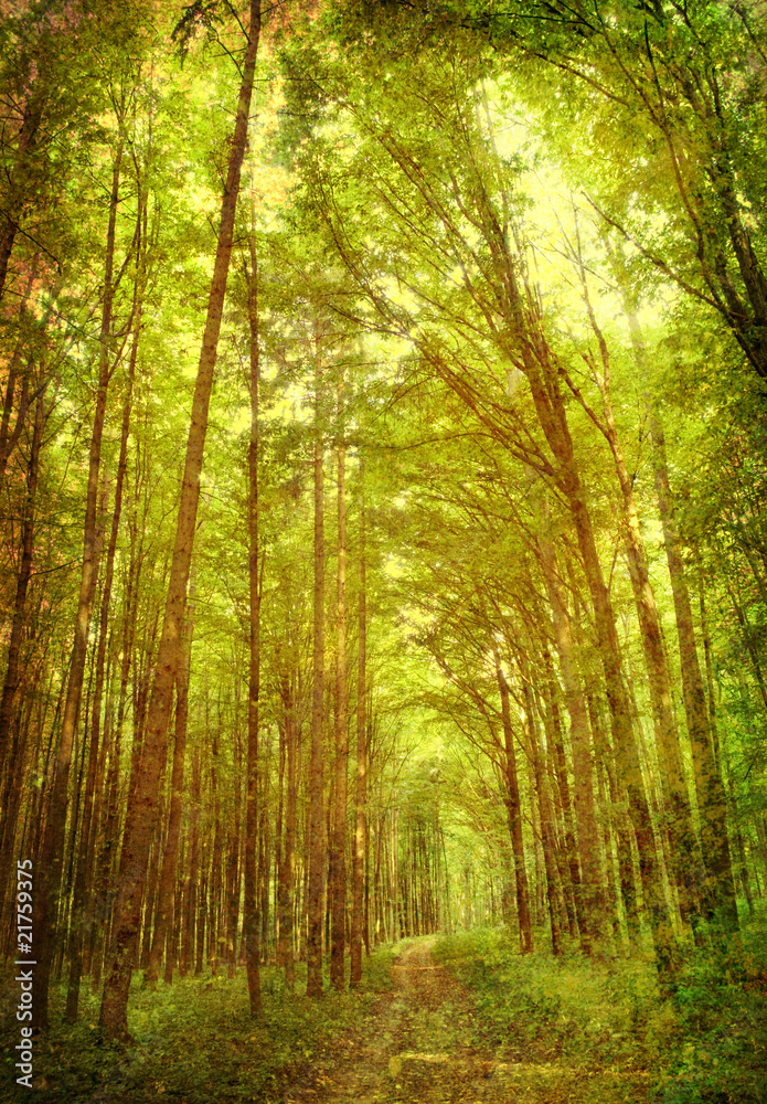 Fototapeta premium vintage forest photo