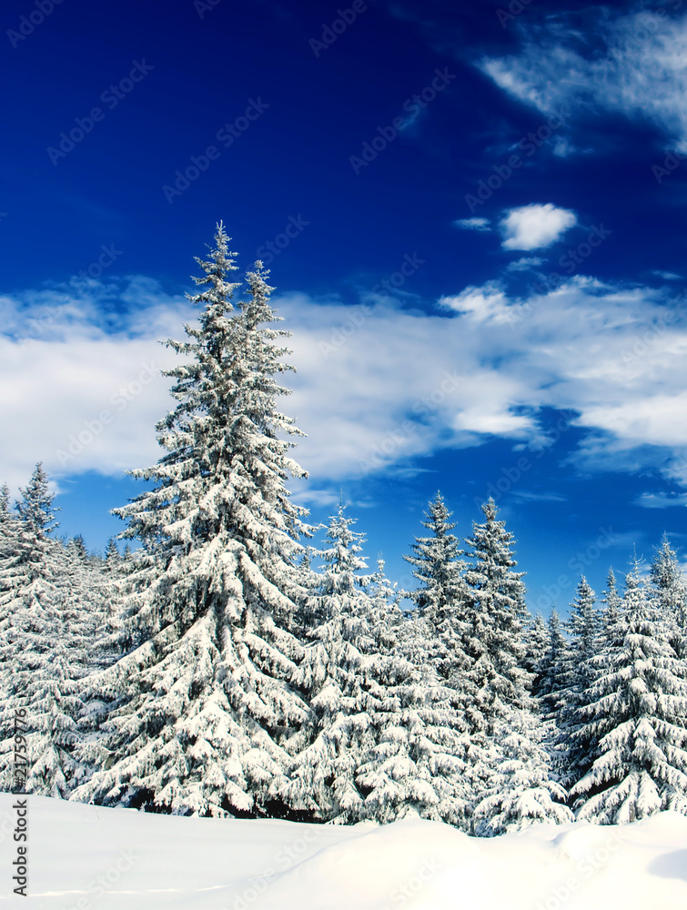 Obraz premium Winter Forest