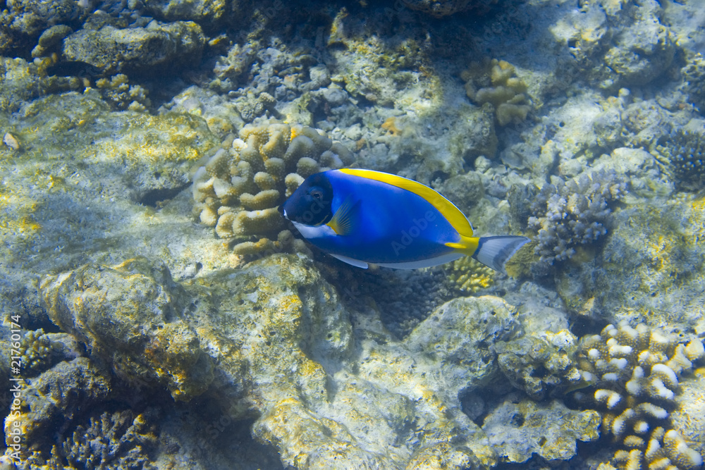 Indian ocean. .Fishes in thrickets of corals.. Indian ocean. .Fishes in thrickets of corals..