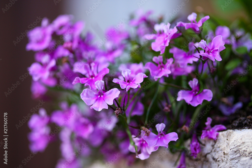 One of the first spring flowers has blossomed One of the first spring flowers has blossomed
