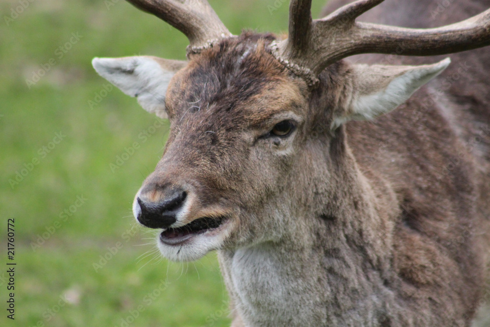 Hirschbock / Damwild - Tierportrait Hirschbock / Damwild - Tierportrait