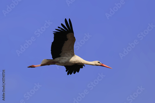 White stork flying on a blue sky