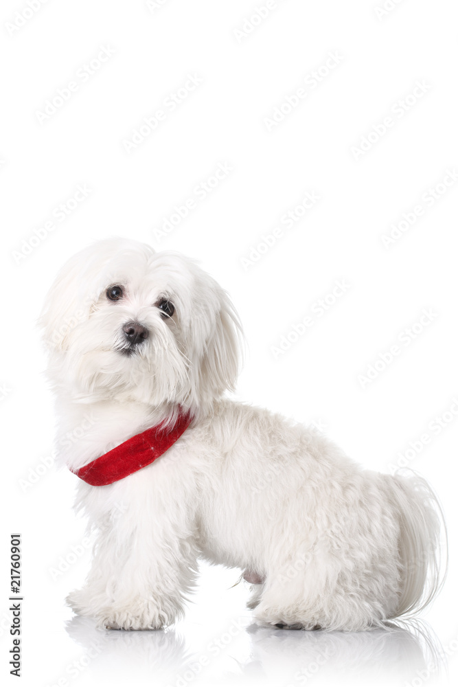 Bichon puppy
