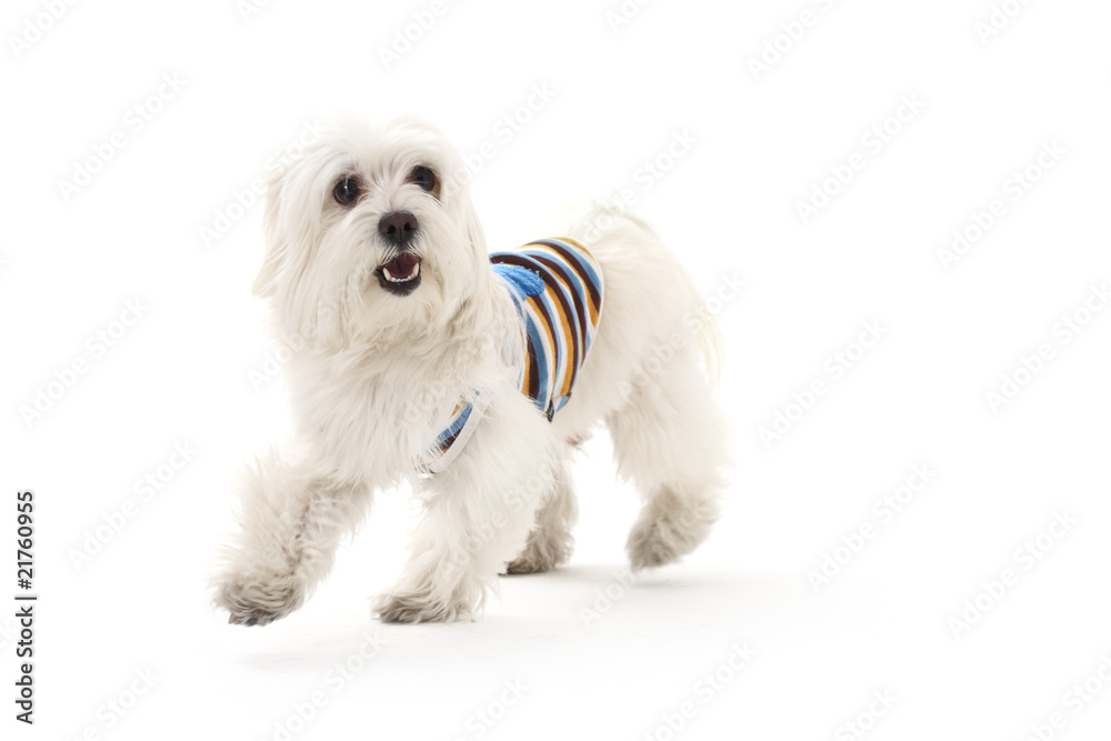 Obraz premium Bichon puppy