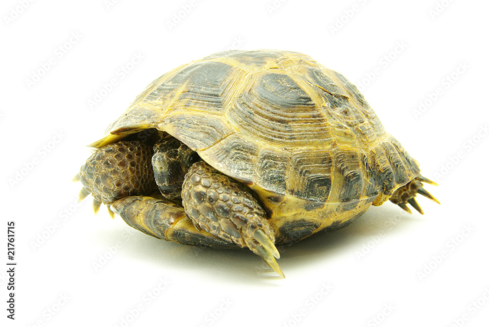 Obraz premium turtle