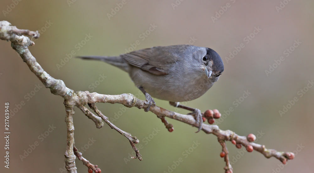 Fototapeta premium Blackcap, Sylvia atricapilla