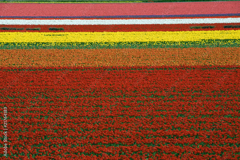 Obraz premium Keukenhof, Lisse, Zuid-Holland, Netherlands