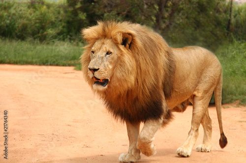 Afrikanischer Löwe mit Mähne