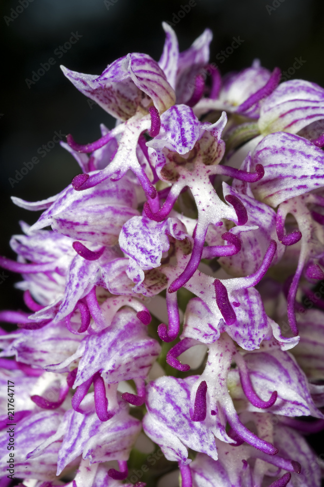 Monkey orchid, Orchis simia