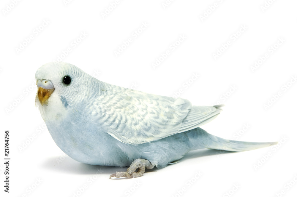 Fototapeta premium parakeet breeding