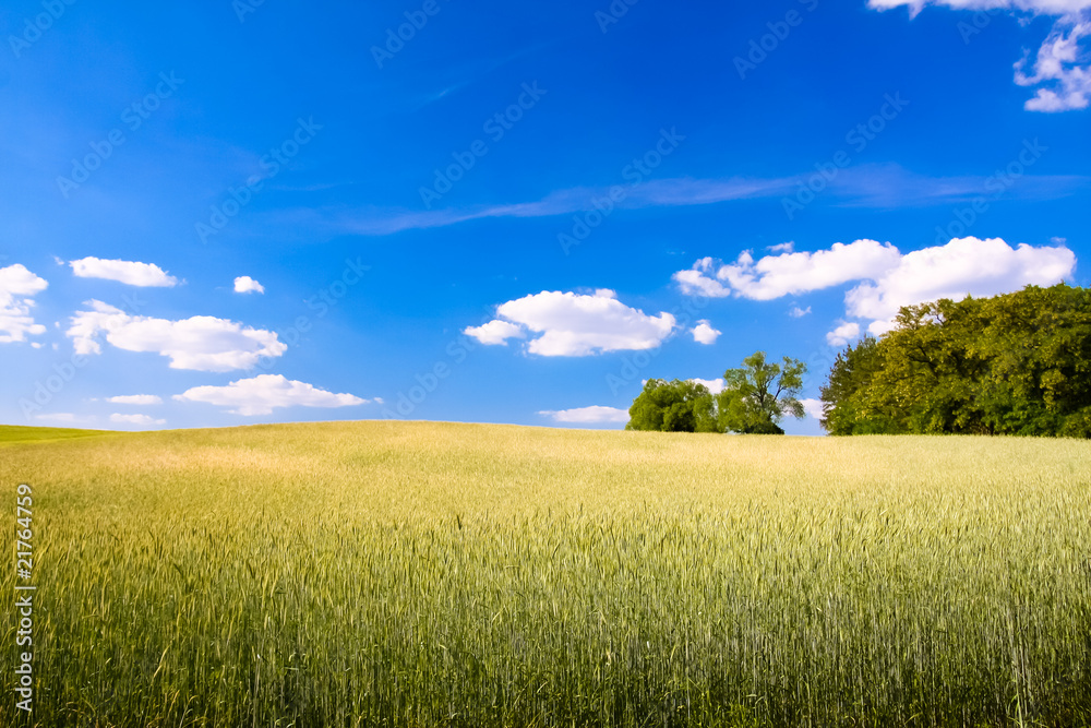 Obraz premium Rural landscape