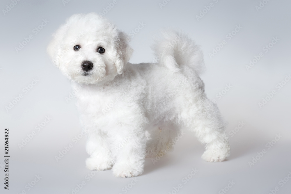 bichon puppy