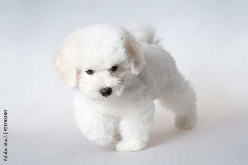 bichon puppy